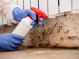 Professional Mold Removal in Ellijay, GA